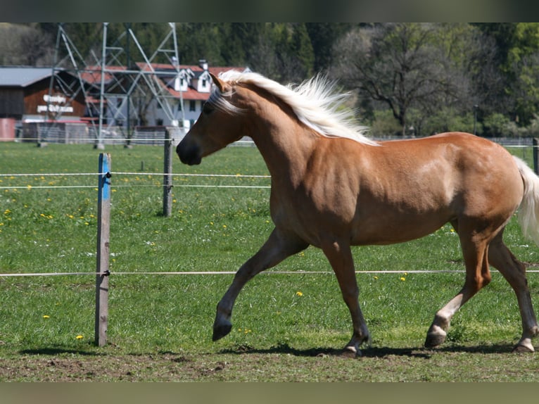 Haflinger Mare 4 years 14.2 hh Palomino in Füssen