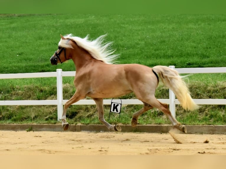 Haflinger Mare 4 years 14,3 hh in Breitenbrunn/Erzgebirge