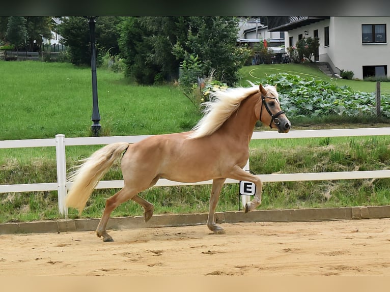 Haflinger Mare 4 years 14,3 hh in Breitenbrunn/Erzgebirge