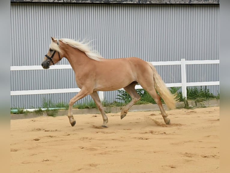 Haflinger Mare 4 years 14,3 hh in Breitenbrunn/Erzgebirge