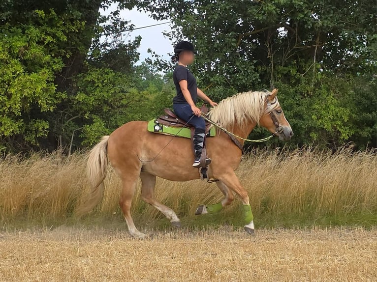 Haflinger Mare 4 years 14.3 hh Chestnut-Red in Linkenbach