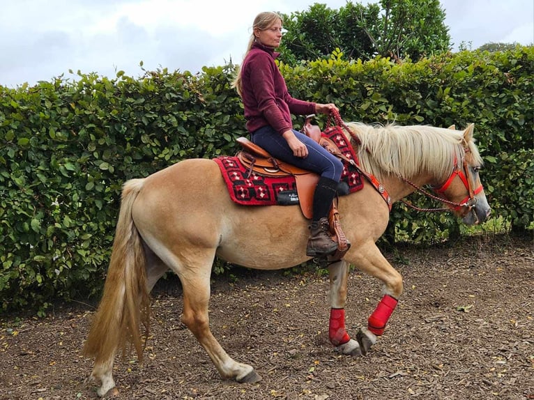 Haflinger Mare 4 years 14,3 hh Chestnut-Red in Linkenbach