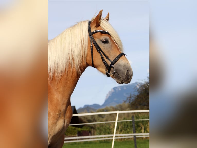 Haflinger Mare 4 years 14,3 hh in Kirchbichl