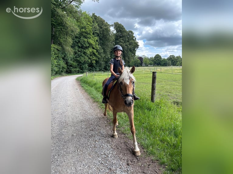 Haflinger Mare 4 years 14 hh Chestnut-Red in Mindelheim