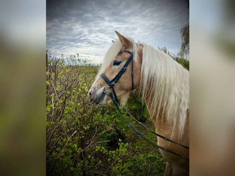 Haflinger Mare 4 years 14 hh Chestnut-Red in Pelmberg
