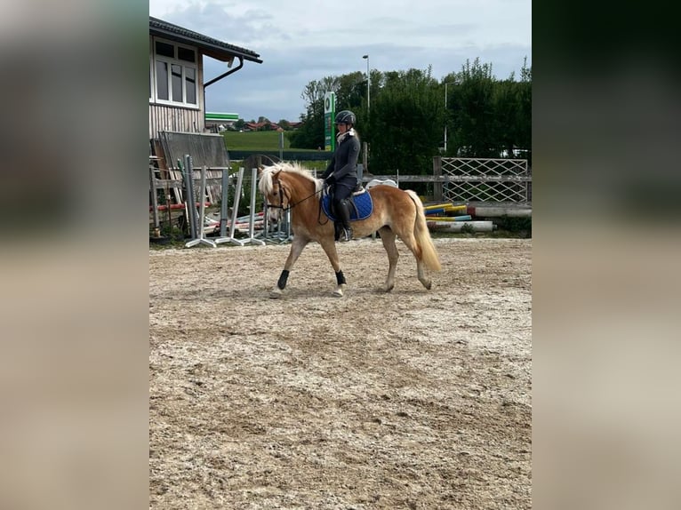Haflinger Mare 4 years 14 hh in Lochen am See