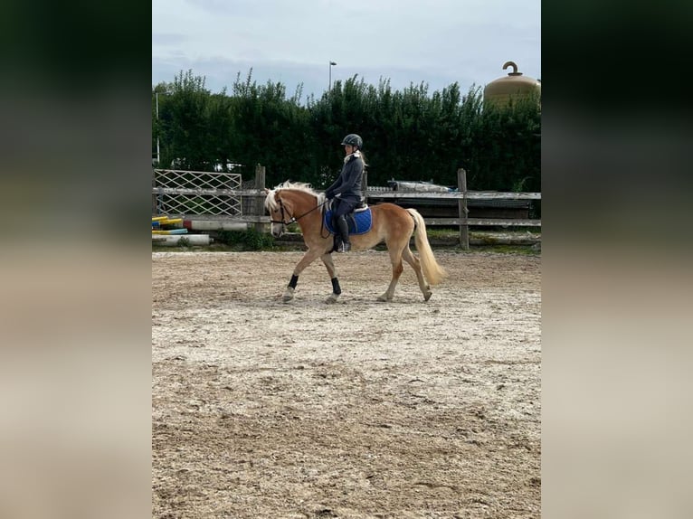 Haflinger Mare 4 years 14 hh in Lochen am See