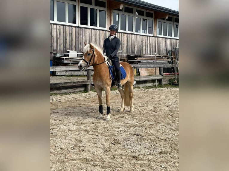 Haflinger Mare 4 years 14 hh in Lochen am See