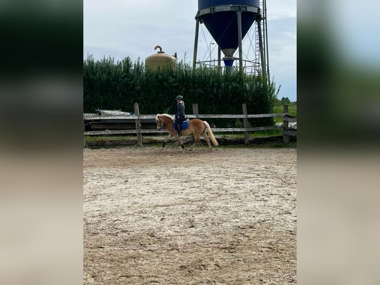 Haflinger Mare 4 years 14 hh in Lochen am See