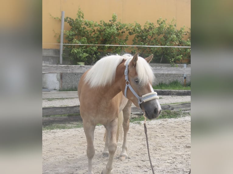 Haflinger Mare 4 years 14 hh in Lochen am See
