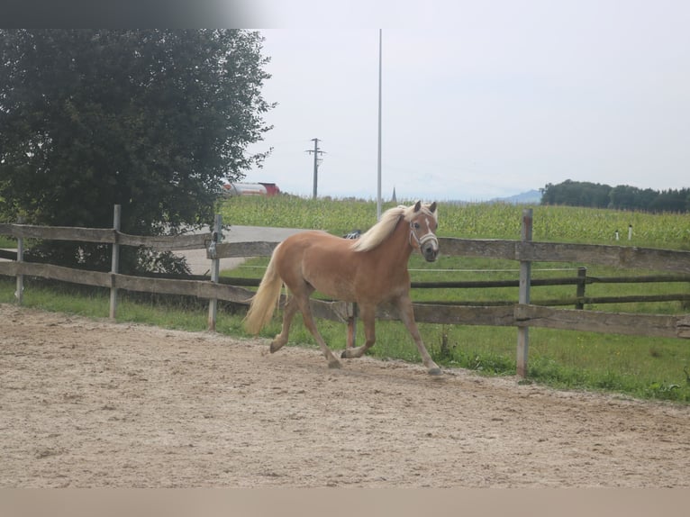 Haflinger Mare 4 years 14 hh in Lochen am See