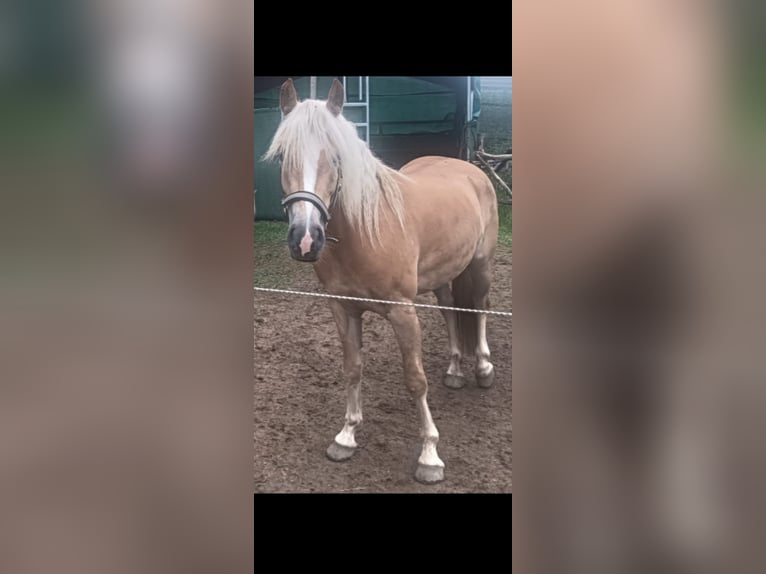 Haflinger Mare 4 years 14,1 hh in Schluderns