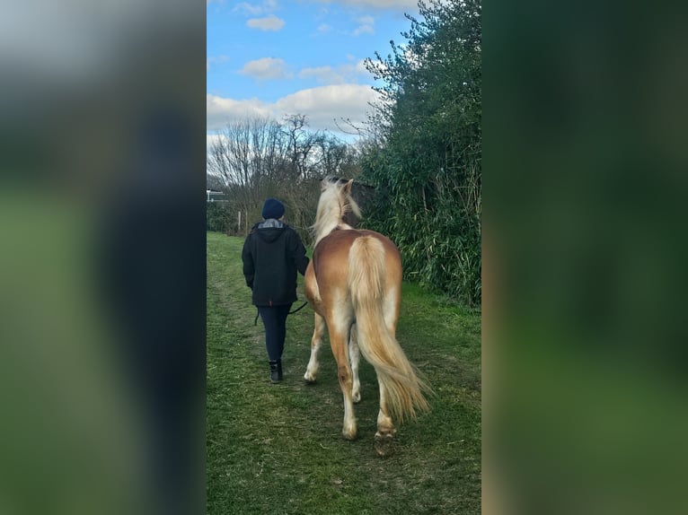 Haflinger Mare 4 years 14,1 hh Brown-Light in Stadtlohn