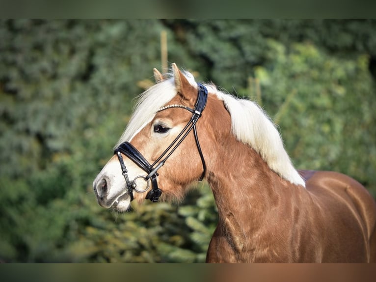 Haflinger Mare 4 years 14,1 hh Chestnut-Red in Mülheim an der Ruhr