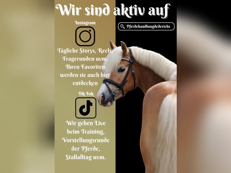 Haflinger Mare 4 years 14,1 hh Chestnut-Red in Nettersheim