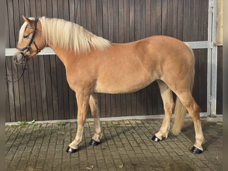 Haflinger Mare 4 years 14,1 hh Chestnut-Red in Mülheim an der Ruhr
