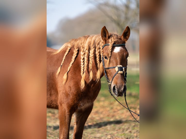 Haflinger Mix Mare 4 years 14,1 hh Chestnut-Red in Nettetal