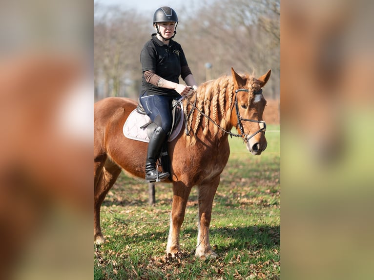 Haflinger Mix Mare 4 years 14,1 hh Chestnut-Red in Nettetal