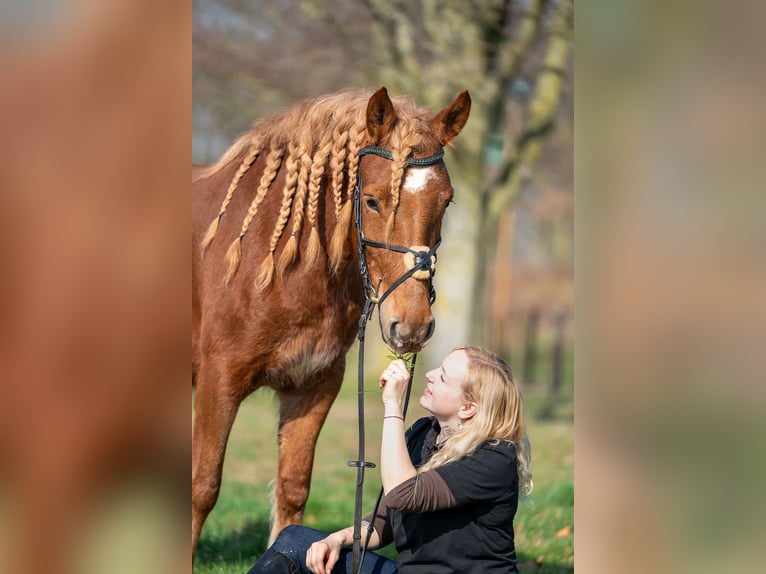 Haflinger Mix Mare 4 years 14,1 hh Chestnut-Red in Nettetal