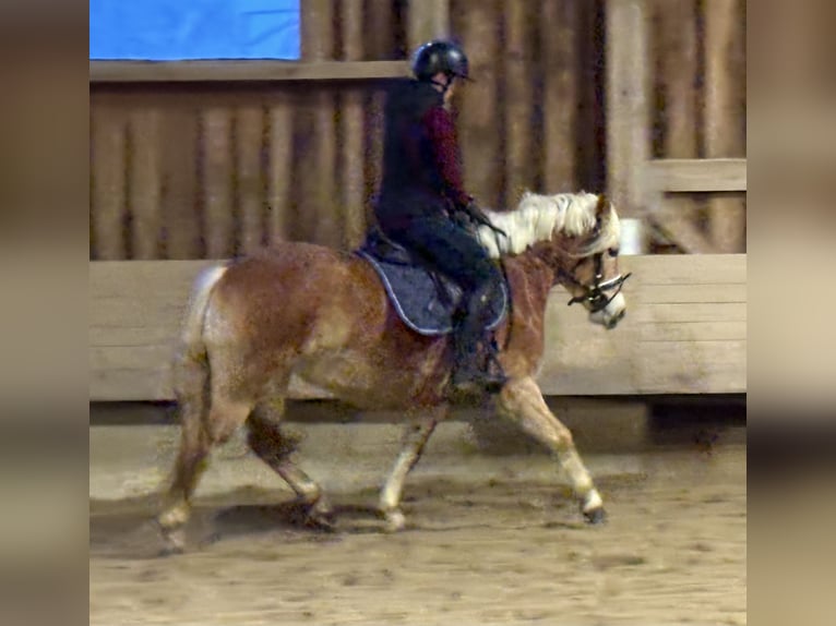 Haflinger Mare 4 years 14,1 hh  in Hainsfarth