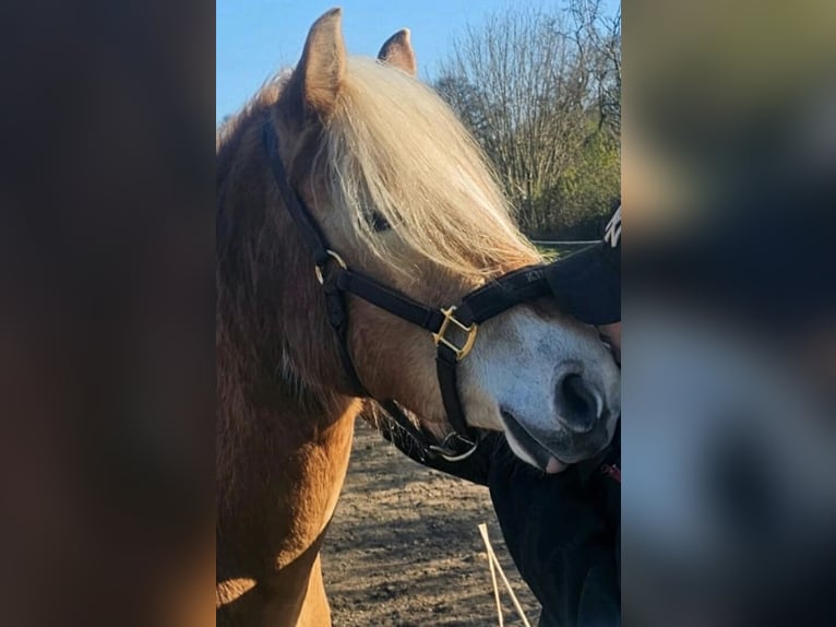 Haflinger Mare 4 years 14,1 hh  in Stadtlohn