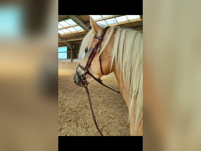 Haflinger Mare 4 years 14,1 hh Palomino in Saarbrücken