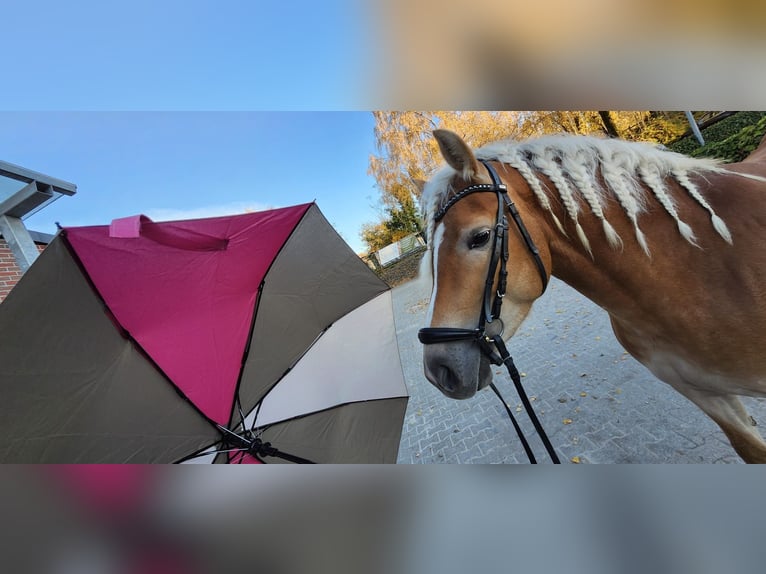 Haflinger Mare 4 years 14,2 hh Chestnut-Red in Mettmann