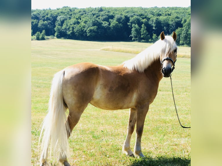 Haflinger Mare 4 years 14,2 hh Chestnut-Red in Galenberg
