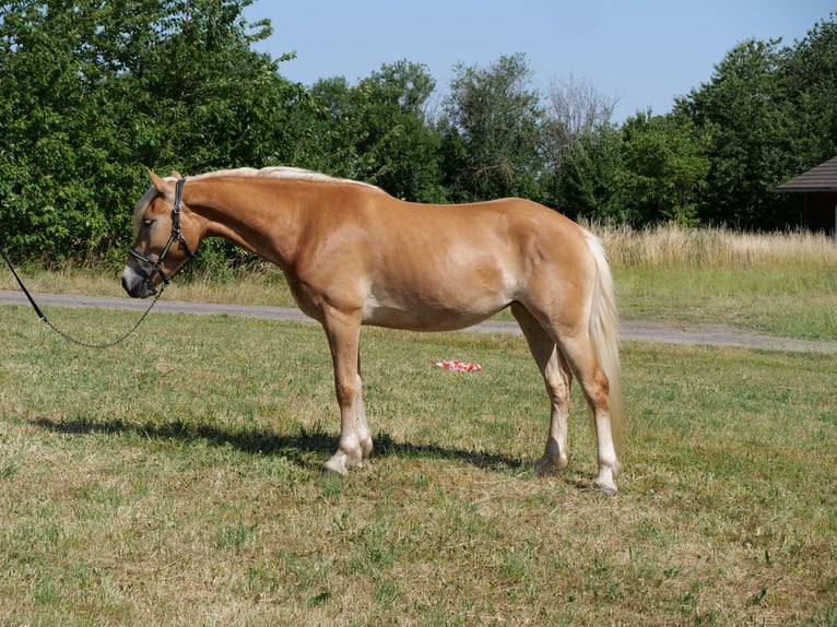Haflinger Mare 4 years 14,2 hh Chestnut-Red in Galenberg