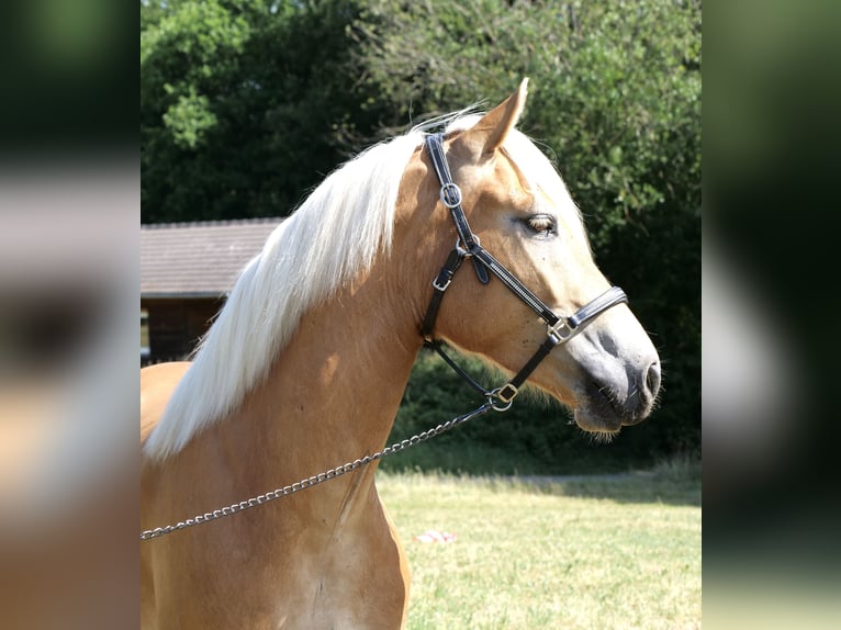 Haflinger Mare 4 years 14,2 hh Chestnut-Red in Galenberg