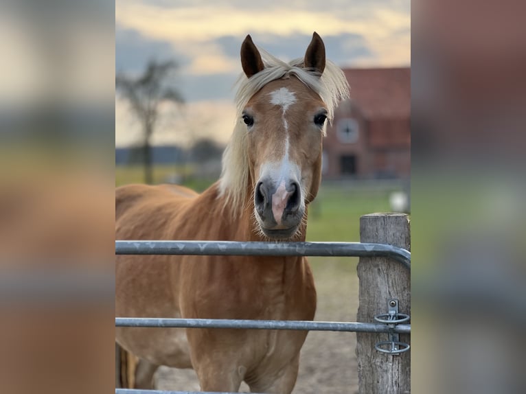 Haflinger Mare 4 years 14,2 hh Chestnut-Red in Seedorf