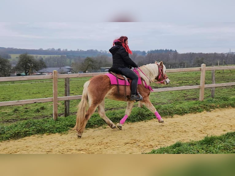 Haflinger Mare 4 years 14,2 hh Chestnut-Red in Linkenbach