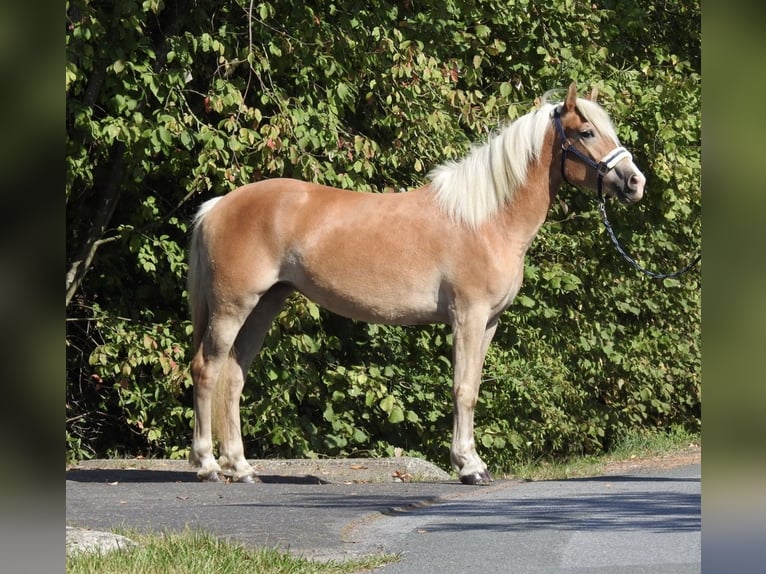 Haflinger Mare 4 years 14,2 hh Chestnut-Red in Verl