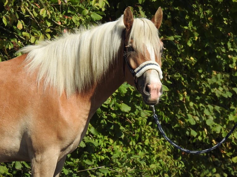 Haflinger Mare 4 years 14,2 hh Chestnut-Red in Verl