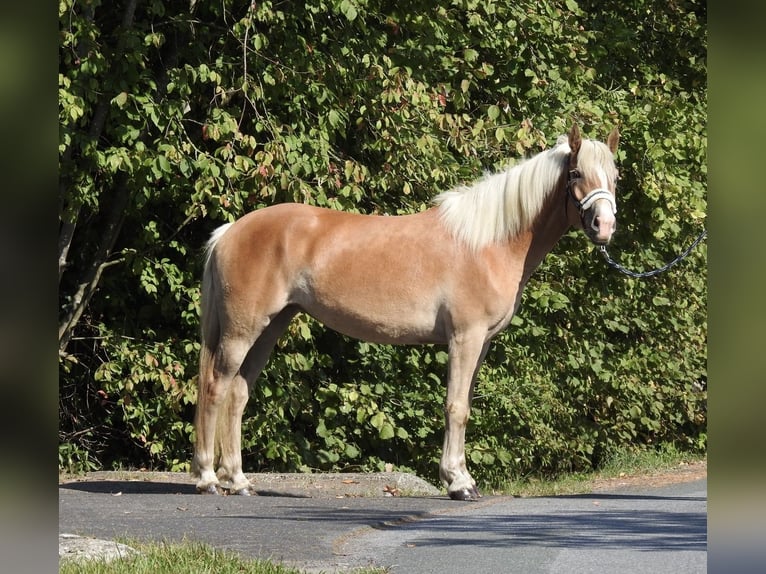 Haflinger Mare 4 years 14,2 hh Chestnut-Red in Verl