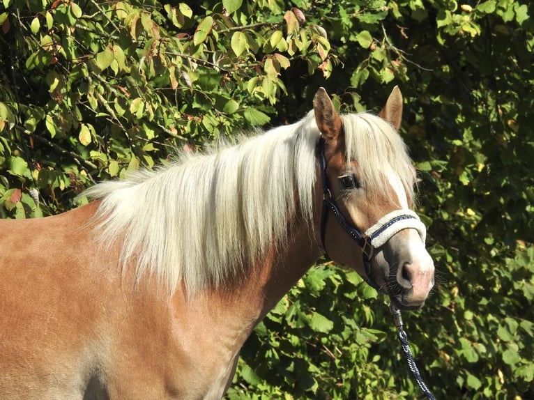 Haflinger Mare 4 years 14,2 hh Chestnut-Red in Verl