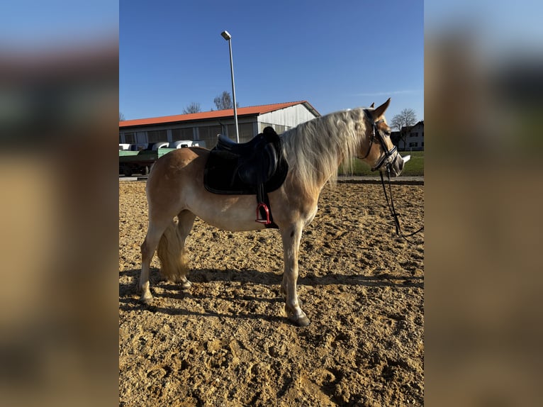 Haflinger Mare 4 years 14,2 hh  in Langerringen