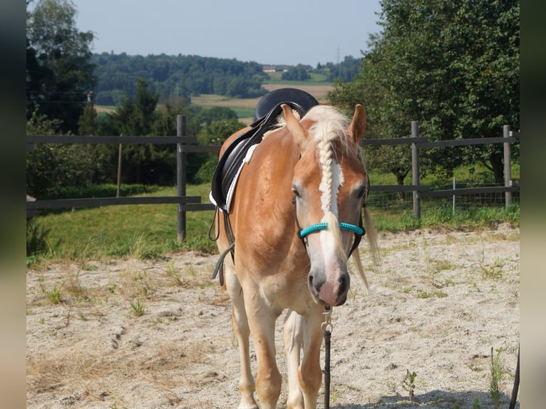 Haflinger Mare 4 years 14,2 hh Dun in Gerersdorf bei G&#xFC;ssing