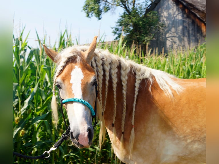 Haflinger Mare 4 years 14,2 hh Dun in Gerersdorf bei G&#xFC;ssing