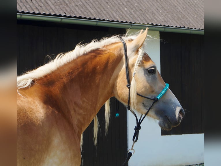 Haflinger Mare 4 years 14,2 hh Dun in Gerersdorf bei G&#xFC;ssing