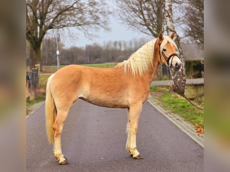 Haflinger Mare 4 years 14,2 hh Palomino in Someren