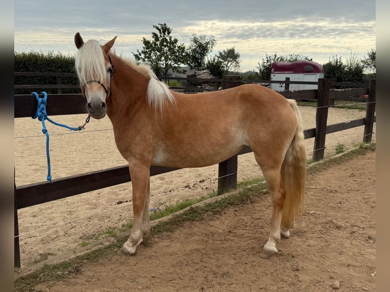 Haflinger Mare 4 years 14,3 hh Chestnut-Red in Daleiden