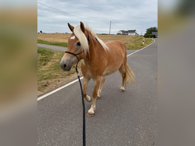 Haflinger Mare 4 years 14,3 hh Chestnut-Red in Daleiden