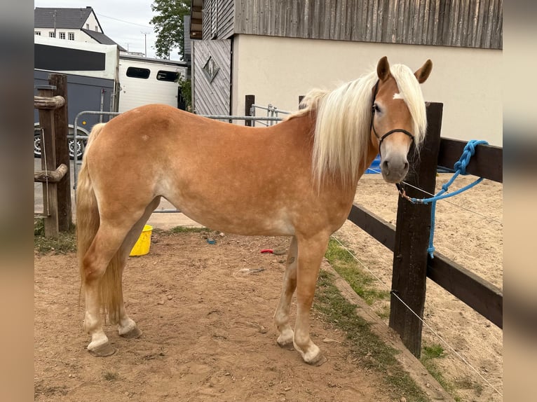 Haflinger Mare 4 years 14,3 hh Chestnut-Red in Daleiden