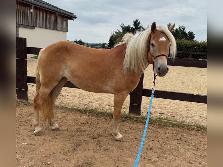 Haflinger Mare 4 years 14,3 hh Chestnut-Red in Daleiden
