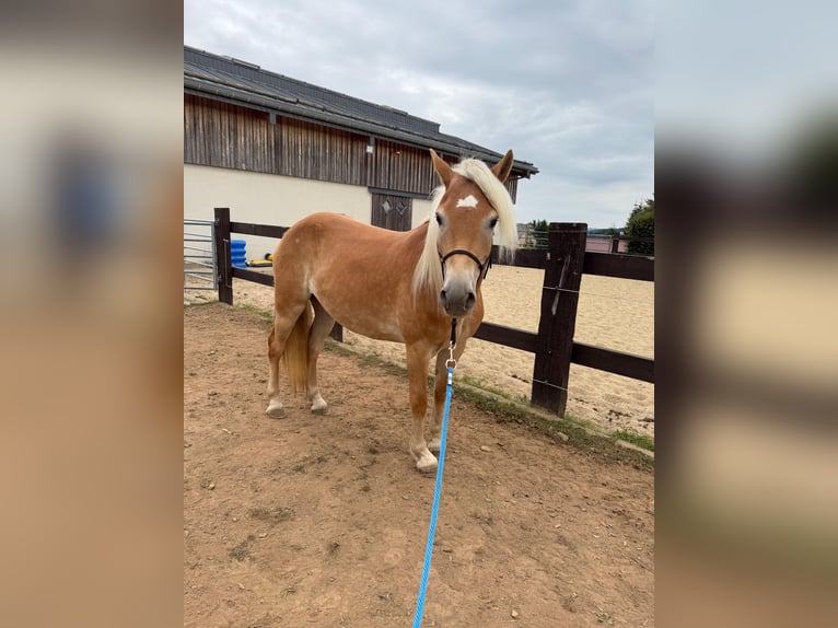 Haflinger Mare 4 years 14,3 hh Chestnut-Red in Daleiden