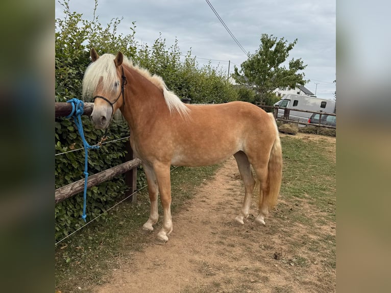 Haflinger Mare 4 years 14,3 hh Chestnut-Red in Daleiden