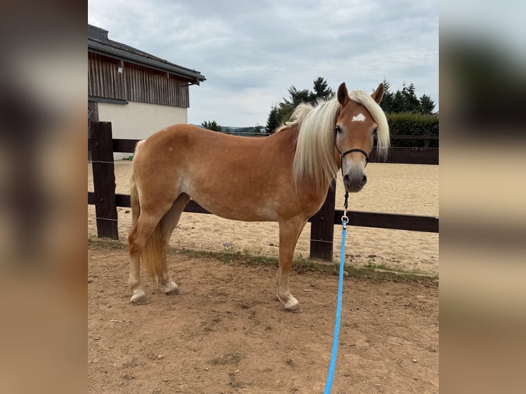 Haflinger Mare 4 years 14,3 hh Chestnut-Red in Daleiden