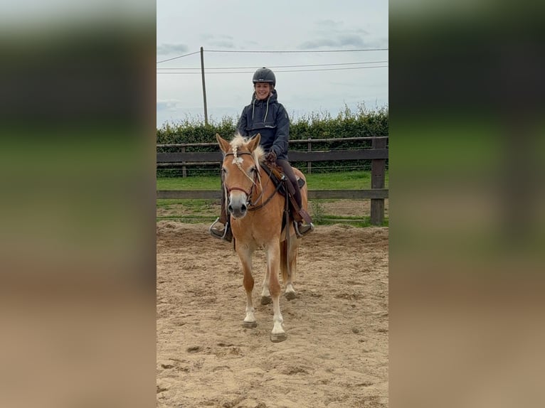 Haflinger Mare 4 years 14,3 hh Chestnut-Red in Daleiden