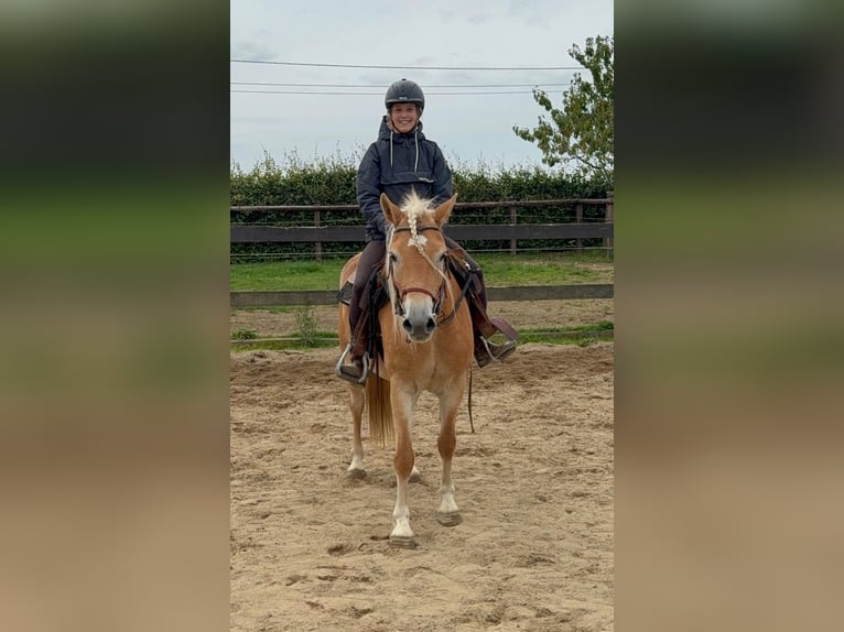 Haflinger Mare 4 years 14,3 hh Chestnut-Red in Daleiden